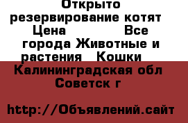 Открыто резервирование котят › Цена ­ 15 000 - Все города Животные и растения » Кошки   . Калининградская обл.,Советск г.